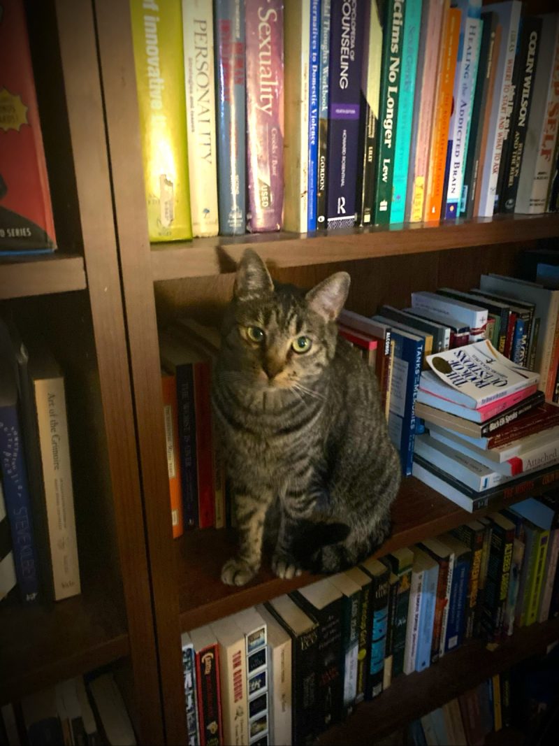 Cat sitting on bookshelf among books.